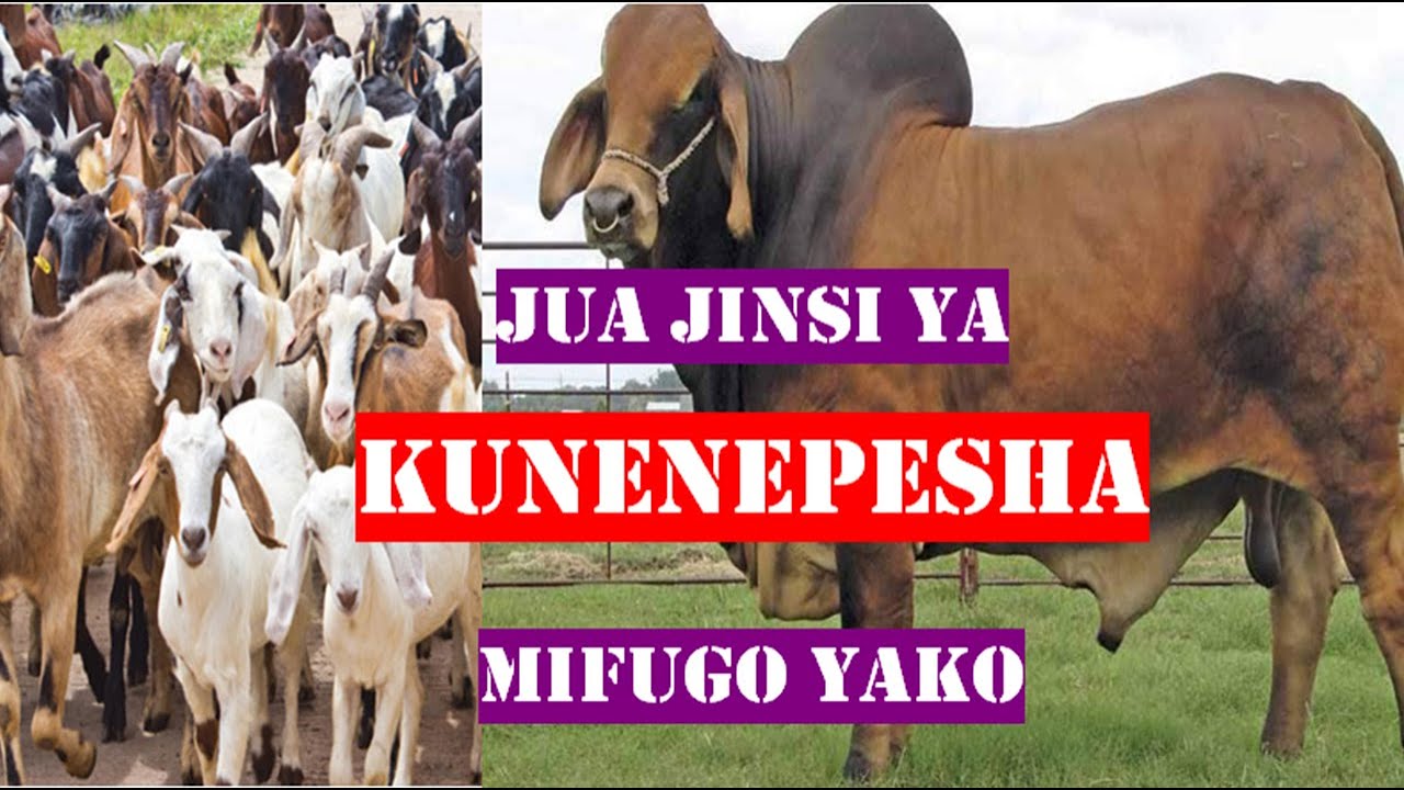 UFUGAJI BORA WA NG'OMBE,MBUZI NA NGURUWE:Jifunze jinsi ya unenepeshaji wa mifugo.