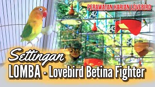 Download lagu Perawatan Haraian   Settingan Lovebird Betina Single Fighter (SF) mp3 Download lagu Perawatan Haraian   Settingan Lovebird Betina Single Fighter (SF) mp3