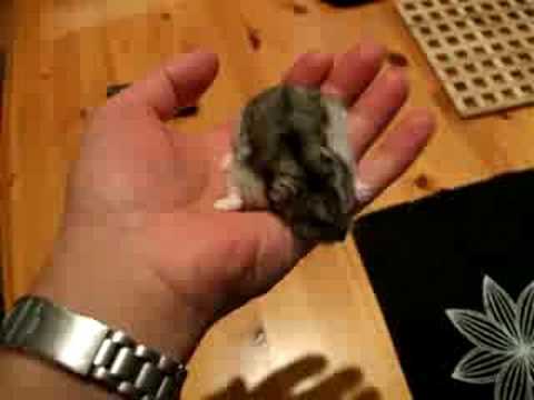 Hamster operation by nephrologist