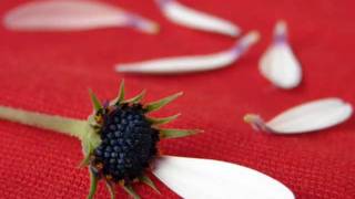 You Can Always Count on Me