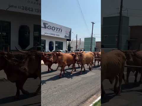 Carro de Boi na cavalgada de Ouroeste estado de São Paulo