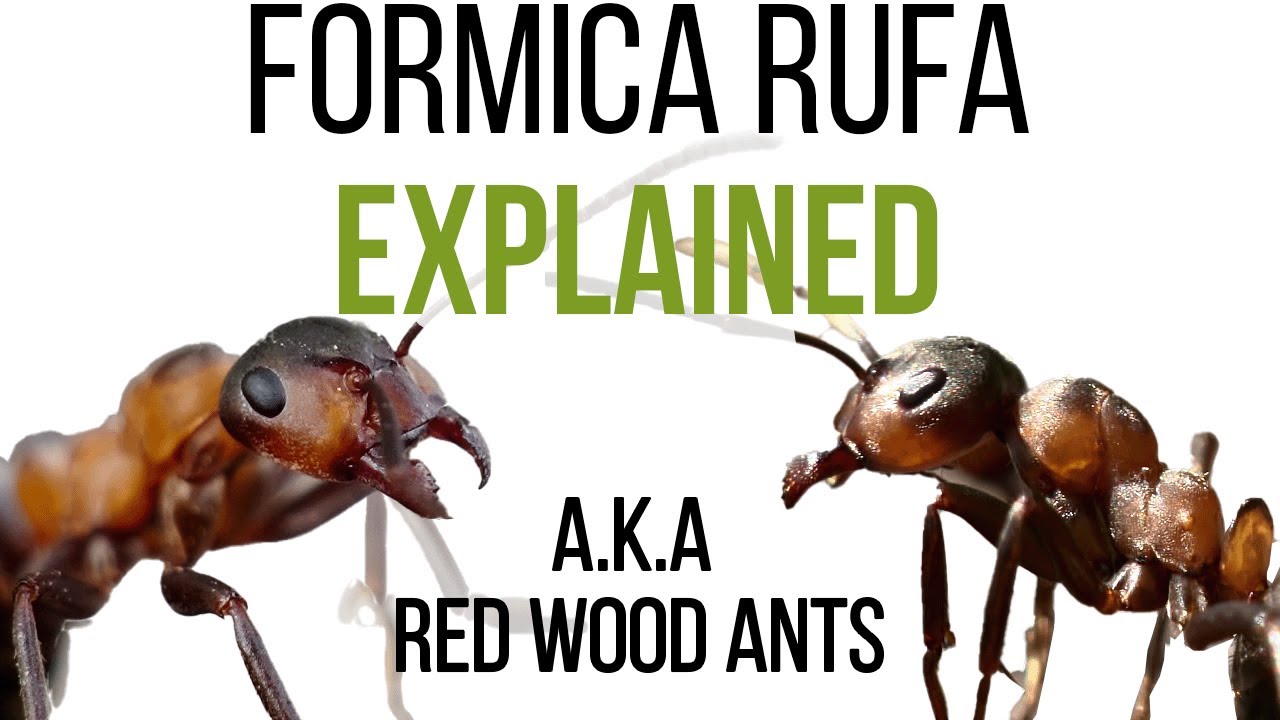 Everything you want to know about Formica rufa