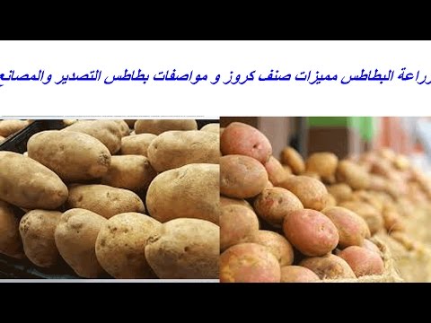 , title : 'زراعة البطاطس مميزات صنف كروز و مواصفات بطاطس التصدير والمصانع'