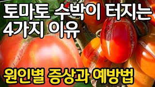 토마토 수박이 터지는 네가지 이유 - 원인별 증상과 예방법
