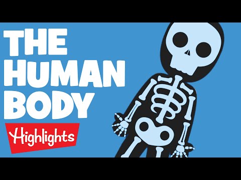 THE HUMAN BODY | Laugh, Learn and Play | 2020 Compilation | Highlights Kids