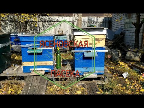 Обработка от клеща варроа щавелевой кислотой.