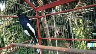 Download lagu kacer gacor ngekek pendek-pendek mp3 Download lagu kacer gacor ngekek pendek-pendek mp3