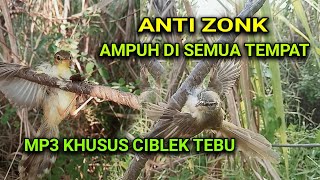 Download lagu suara pikat ciblek tebu paling ampuh untuk segala medan. mp3 Download lagu suara pikat ciblek tebu paling ampuh untuk segala medan. mp3