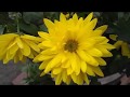 Tangerine Dream: The Dance Without Dancers (HD) (HQ) [DonofrioTD]