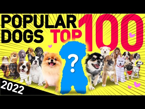 , title : 'Top 100 Most Popular Dog Breeds | Japan, 2022'