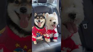 Download lagu Manyu & Bai are heading hometown for Spring Festival! After 12 hours... mp3 Download lagu Manyu & Bai are heading hometown for Spring Festival! After 12 hours... mp3