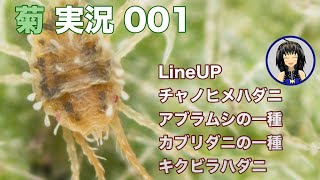 菊実況001