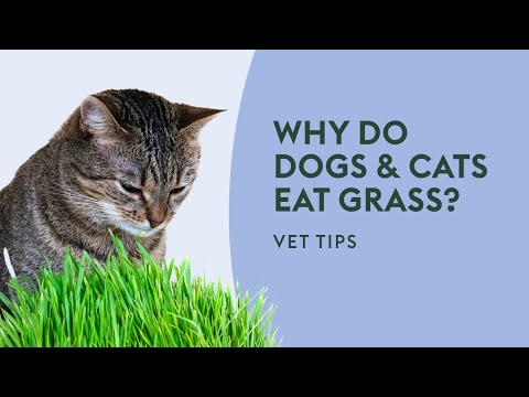 Why do Dogs & Cats Eat Grass? · Vet Tips
