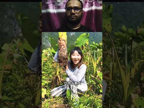 😲See how kachu is cultivated #farming #viralvideo #trending #shorts