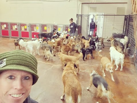 The 5 Steps to a K9 Lifeline