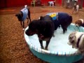 Summer Camp Day 3 Pool Day Wet T Shirt Contest Big Dogs 1