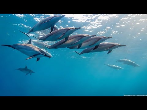 🌊🐬 MEMORIES OF ATLANTIS  🌊🐬 Jean - Marc Staehle 🌊🐬