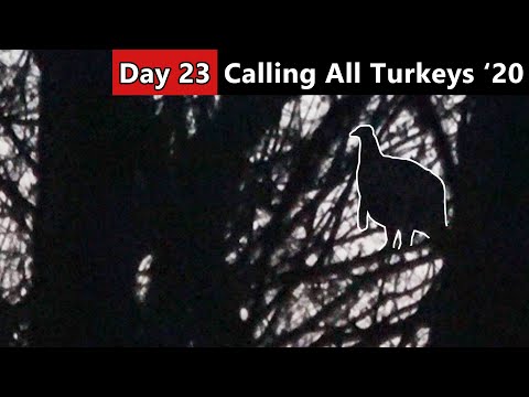 We Have Some Gobblers Roosted! - Spring Turkey Hunting