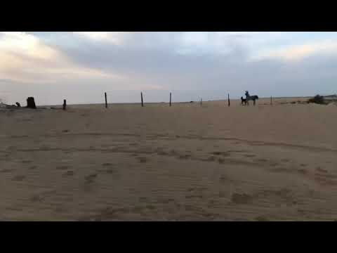 horse and dogs الفرس مزيونه ومهرتها