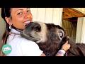 Donkeys Smile And Sing When They See These Owners Cuddle Buddies