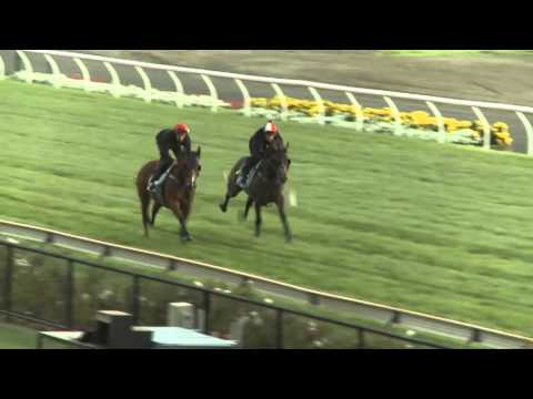 William Reid & Sunline Stakes preview - Bart Cummings Stable
