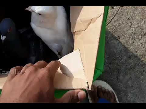 Racing homer training 💪🇱🇰 #pigeons #homer