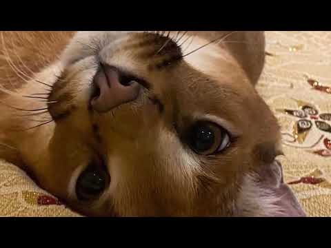 GNOME alarm sounds ..because none has done that before :p