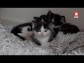 Katten steeds vaker gedumpt bij Stichting Kittenplace