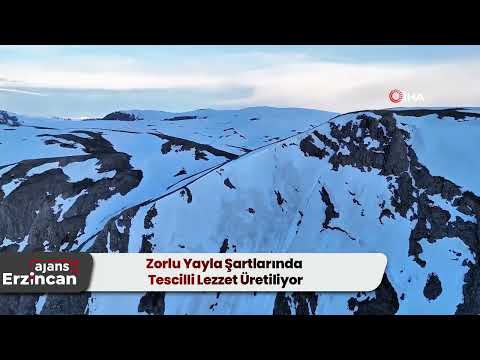 Zorlu Yayla Şartlarında Tescilli Lezzet Üretiliyor