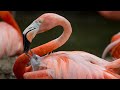 Flamingos Live