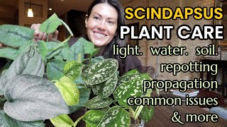 SCINDAPSUS House Plant Care 101 - How to Water, Repot, Fertilize, Lighting, Soil, Propagate, Pests