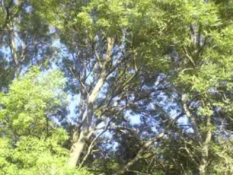 Fred Numf vs Five Point 0 -- Hong Kong Junkie (Medway Remix)