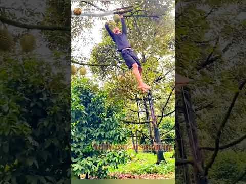 người đàn ông có kỹ thuật thu hoạch sầu riêng trên cao 💥 điêu luyện