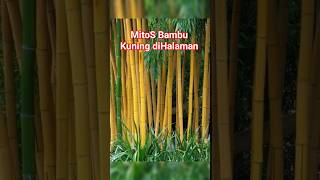 Download lagu YELLOW BAMBOO ON THE PAGE  #shorts mp3