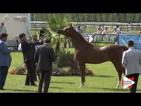 3rd - N.71 MAGNUMS VOLCAN K.A. - Chantilly 2016 ABCE - Colts 2 years old (Class 7)