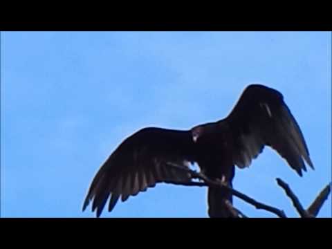 Turkey vulture at the LBR 07 16 15  (watch in 1080p)