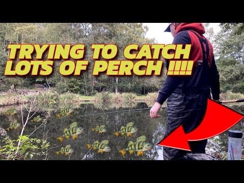 Trying To Catch LOTS OF PERCH On The Waggler !!!!