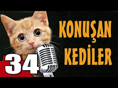 Konuşan Kediler 34 - En Komik Kedi Videoları