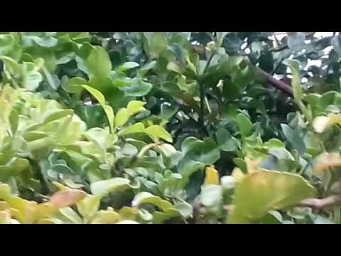 โรคสะเก็ดเงินเป็นประวัติศาสตร์ที่พบบ่อย โรคสะเก็ดเงินครีม Nizoral