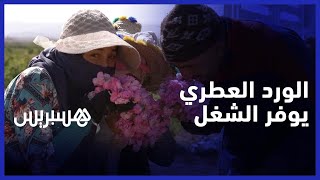 عملية قطف الورد العطري توفر فرص عمل موسمية لفائدة نساء المنطقة thumbnail