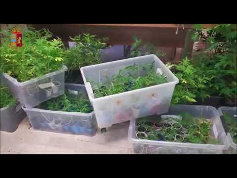 BOSCONERO. Trasforma la sua casa in una serra di marijuana