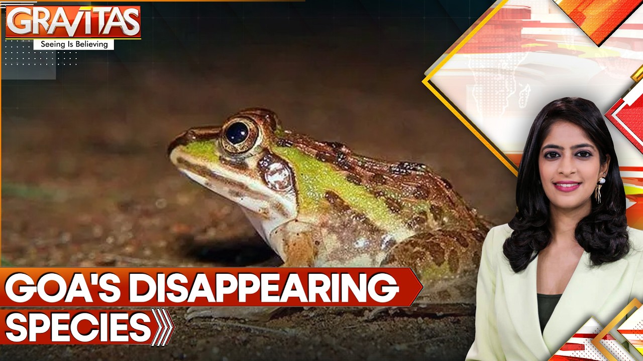 Indian Bullfrogs Under Peril: Indiscriminate Use Of Agrochemicals Affecting Bullfrogs | Gravitas