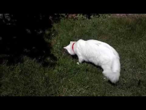 Angora cat with singing frog