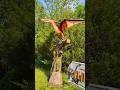 #pterodactyl 🦕