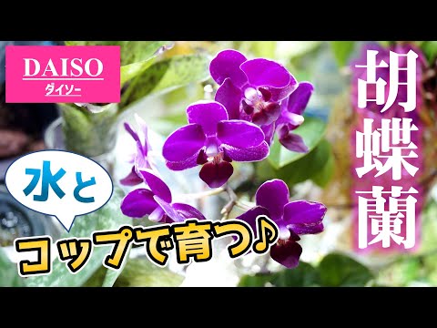 氷を使って蘭に水をやる方法は？根が腐らないようにするためのヒントをご覧ください。  庭園