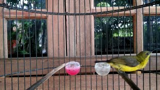 Download lagu CUKUP 1 MENIT!! SOGON BAHAN DIJAMIN LANGSUNG RESPON DAN IKUT GACOR mp3 Download lagu CUKUP 1 MENIT!! SOGON BAHAN DIJAMIN LANGSUNG RESPON DAN IKUT GACOR mp3