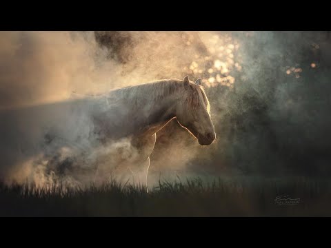 Luminary || Classical Dressage Music Video