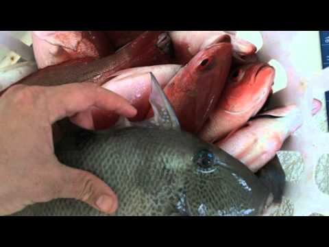 トリガーフィッシュ - Smarter Every Day 4 (Triggerfish - Smarter Every Day 4)