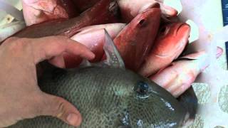 Triggerfish - Smarter Every Day 4