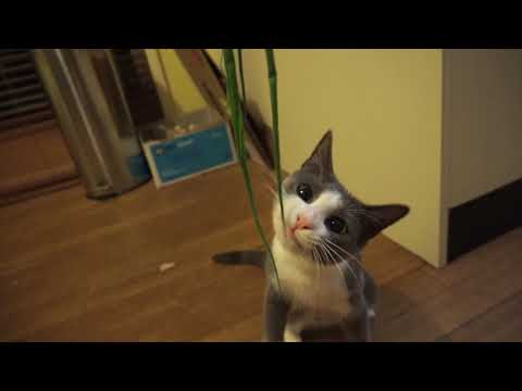 YouTube video about: Can cats have green onion?